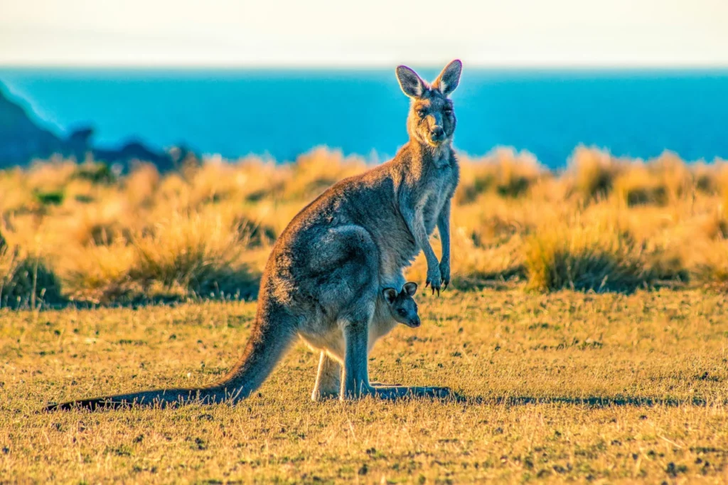 Ein Känguru mit Nachwuchs in der Beuteltasche